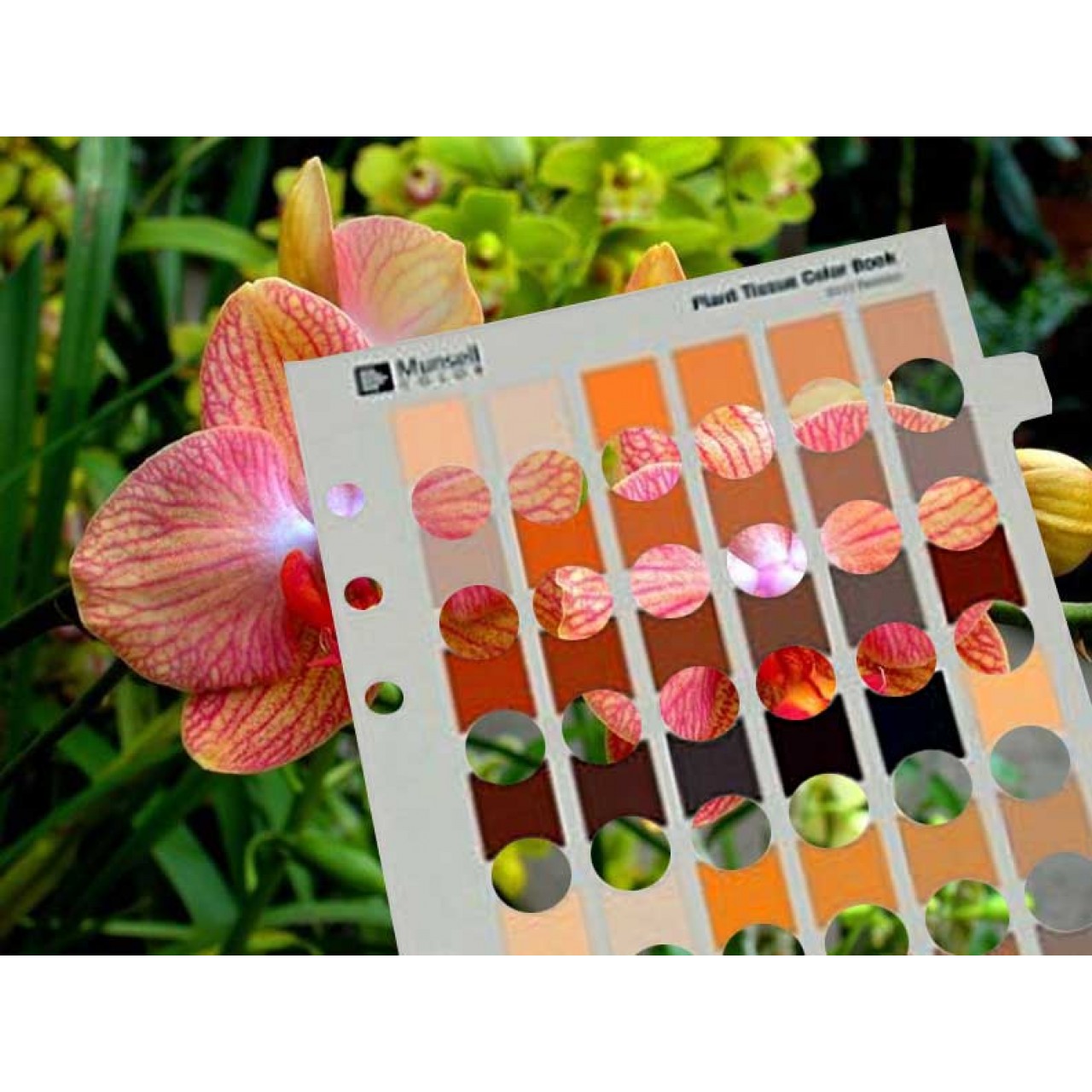 Munsell Plant Tissue Color Charts | Munsell Colors